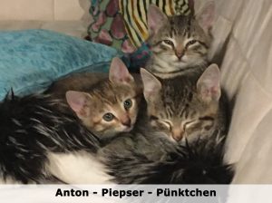 Güttinger-Anton - Piepser - Pünktchen